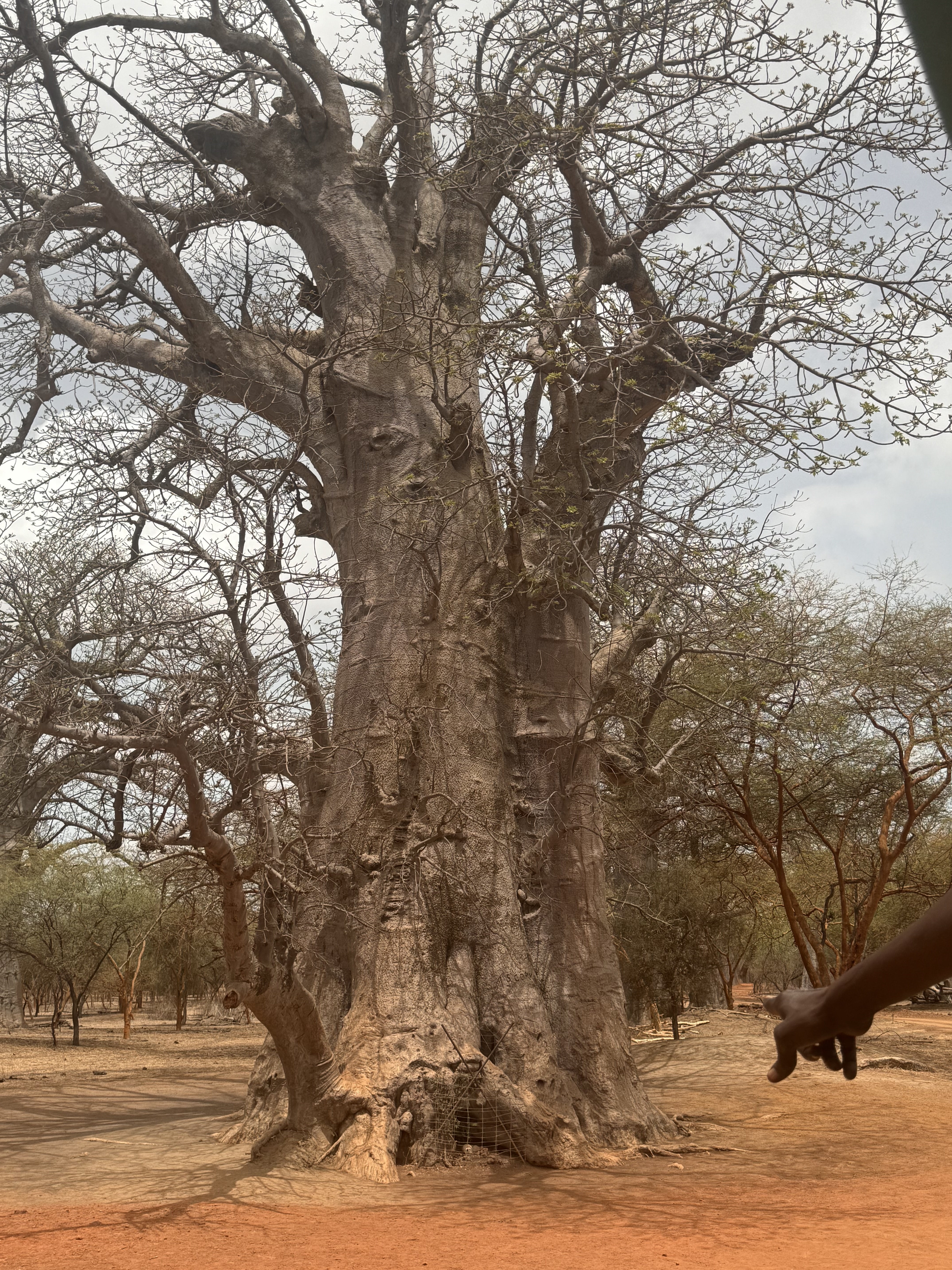 Dr. G’s #WestAfricanJourneyTravels!!-Day 3: Safari Time!! – Black ...